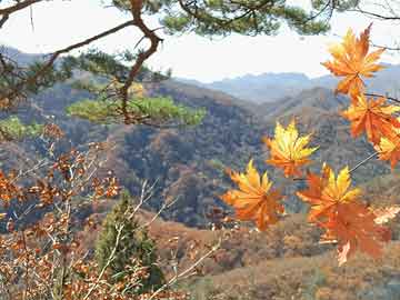 武川县统计局新项目，数据科学在县域经济分析中的探索应用