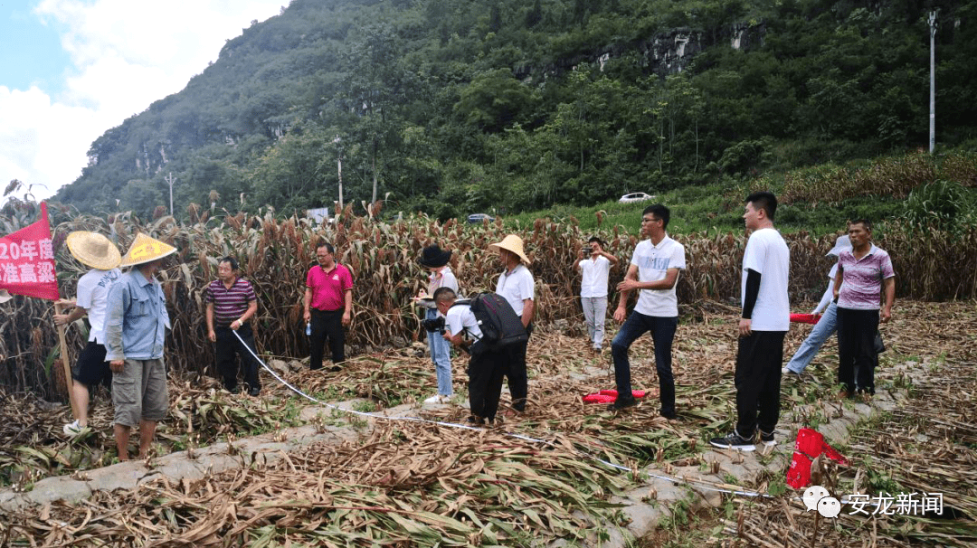 弥渡县农业农村局最新项目进展报告概览