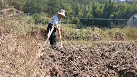 强木金村最新动态，乡村活力与发展前景揭秘