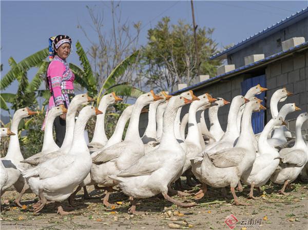 龙潭彝族傣族乡领导新团队，引领发展的强大力量