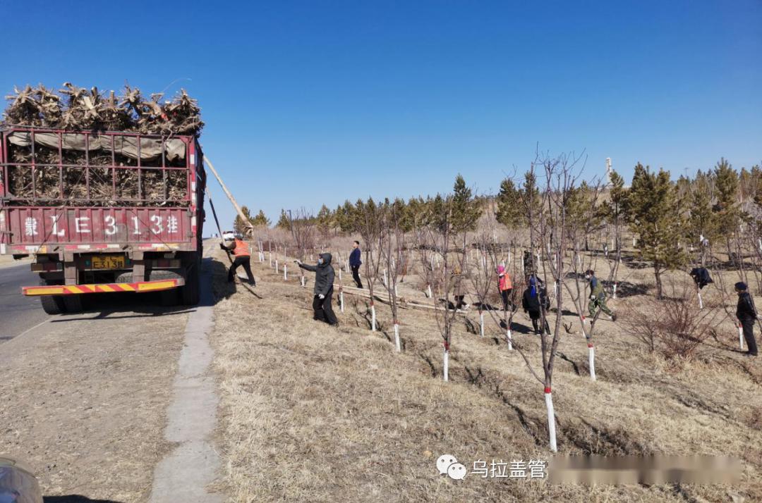 巴盟乌北林场发展规划揭秘，开启绿色生态新篇章